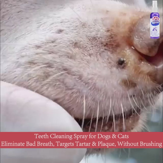 Petry Teeth Cleaning Spray for Dogs & Cats 100ml